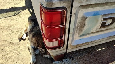 1981-1993 Dodge Ram W150 Driver Left Tail Light Brake Lamp Oem Rear 4163151