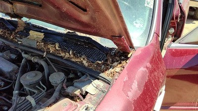 1994-1998 Honda Accord Driver Left Hood Hinge Assembly Oem Red 3946860