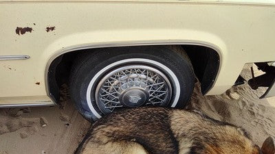 1980 Cadillac Deville Passenger Right Front Wheel Flare Moulding Oem Chrome Trim