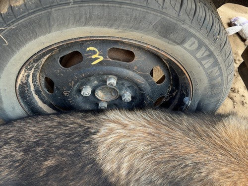 1987-1988 Toyota Fx 14" Steel Wheel Oem Factory Rim