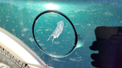 2000-02 Passport Fuel Tank Door With Hinge Gas Lid Oem Filler Hgm Huntsman Green