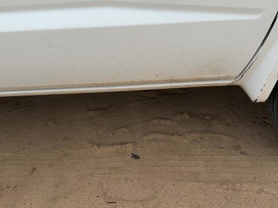 05-11 Dakota Passenger Right Lower Rocker Panel Moulding Side Skirt White Pw7