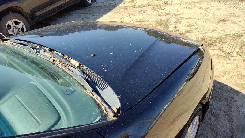 1999-2002 Infiniti G20 Hood